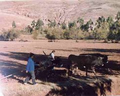 Shortly after the kids came these adults.  We saw the farmers using their bulls for plowing the fields.  The farmer would stand on a plow while tethered to the bulls.  The bulls would pull the plow and the farmers weight would keep the blade in the soil.
(Click to enlarge)
