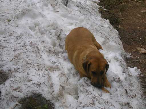 Ellie in the first snow bank